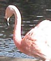 Flamingoes at the zoo