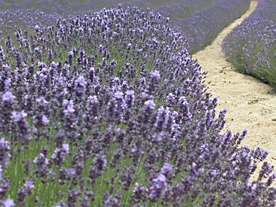 Jersey's lavender garden 
