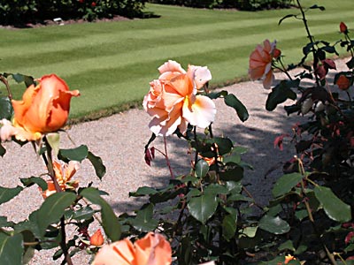 Rose garden